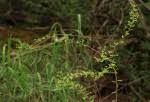 Image result for Phyllanthus macranthus