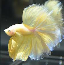 Live Betta Fish Super Show Quality Yellow Halfmoon Huge Fins With Images Betta Fish Betta Betta Fish Tank