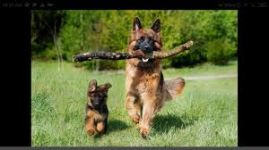 Puzzle toys are also a great source of entertainment. German Shepherds Dog Breed 40 Pieces Play Jigsaw Puzzle For Free At Puzzle Factory