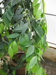 Image result for Nageia