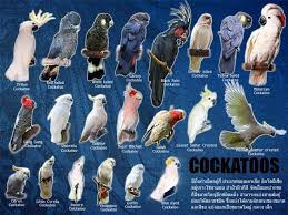 Bird Aviary For Sale Durban Image Result For Different Pet Parrots With Pictures Pet Birds Parrots Pet Birds Birds