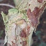 Image result for Markhamia zanzibarica