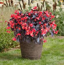Pin On Containers Garden