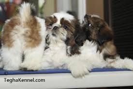 We did not find results for: Havanese Puppies Dog Kennel