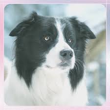 Another way to create unique biblical names for male or female puppies is to combine two or more names for example: 55 Meaningful Mystical And Spiritual Names For Dogs Pethelpful