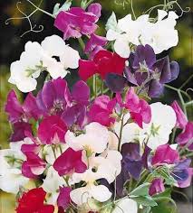 Sweet Pea Pisello Odoroso Flower Seeds