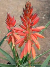Image result for Aloe inyangensis