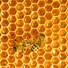 ミツバチがつくる「ハニカム構造」の謎 –, 41% OFF