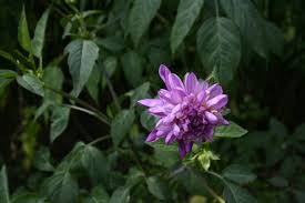Image result for Dahlia excelsa