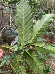 Image result for Oxyanthus speciosus