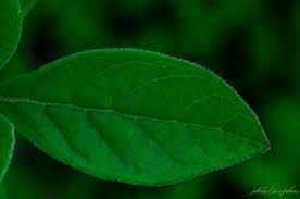 Image result for Rotheca luembensis