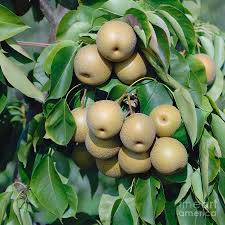 Image result for Pyrus pyrifolia