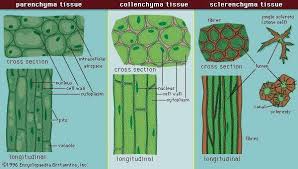 Angiosperm Ground Tissue Biology Plants Tissue Biology Biology Notes