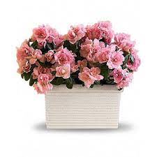 Sweet Azalea Delight These Azaleas Will Amaze Ya Azalea Plants Are Prized For Their Delicate Flowe Sympathy Plants Flower Delivery Mothers Day Flower Delivery