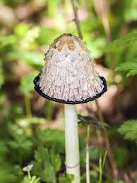 Pilze Selber Anbauen So Geht S Pilze Im Garten Pilze Zuchten Pilze Anbauen