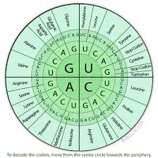 Amino Acid Chart Codon Www Prosvsgijoes Org