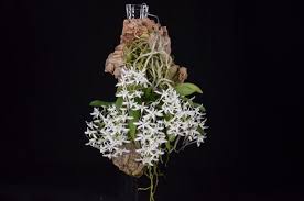 Image result for Mystacidium tanganyikense