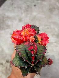 Photos illustration clip art vector only stock footage. Art Of Thorns Gymnocalycium Cv Fire Star Facebook