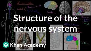 Contains all other neural tissue in the body; Structure Of The Nervous System Video Khan Academy
