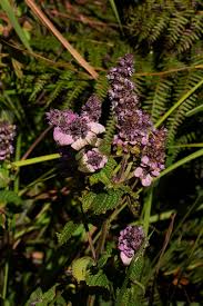 Image result for Platostoma