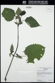 Image result for Mimulopsis