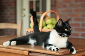 Here are 7 simple tricks to keep your cats off your furniture. How To Keep Cats Off Counters And Tables Thecatsite Articles