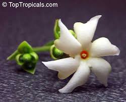 Pin On Flowers