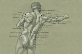Human anatomy internal organs on man body. Muscles Of The Neck And Torso Classic Human Anatomy In Motion The Artist S Guide To The Dynamics Of Figure Drawing