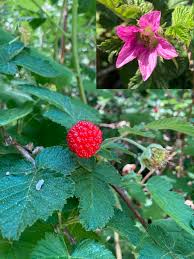 Image result for Rubus