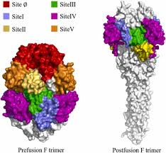 Image result for Nirsevimab