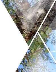 Image result for Syncolostemon elliottii