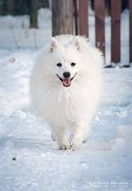 Pin On Japanese Spitz Lover