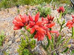 Image result for Erica lanceolifera