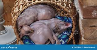 Queen Bee and Ding Taking a Nap Stock Image