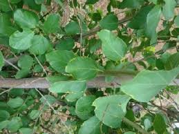Image result for Cordia sp.A.
