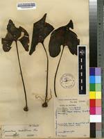 Image result for Cyanastrum