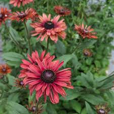 Image result for Rudbeckia hirta