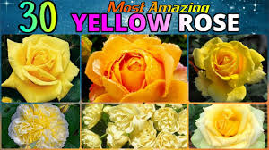 Beloved husband of bridget bridie nee reilly; 144 30 Most Amazing Yellow Rose Varieties Around The World Sunny Friendship Yellow St Patrick Youtube