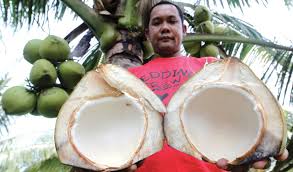 Program road to agro tourism 5. Memulihkan Industri Kelapa