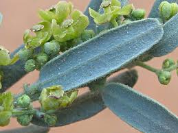 Image result for Antizoma angustifolia