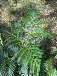 Image result for Dennstaedtiaceae