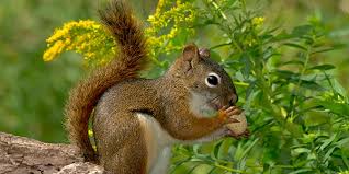 Even on hot summer days baby squirrels can get chilled quickly. American Red Squirrel National Wildlife Federation