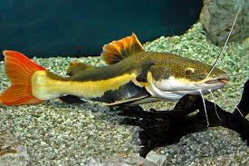 Anda bisa mendapatkan referensi lengkap ragam jenis ikan memang banyak sekali, mulai dari ikan yang umum di konsumsi, ikan. Pembiakan Akuarium Ikan Keli Gambar Dan Nama Ikan Keli Akuarium Apa Yang Menyatukan Ikan Keli Karapas