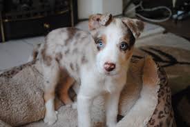 We did not find results for: Pin By Holly Mercury On Revel Reu The Puppy Puppies With Blue Eyes Border Collie Collie Puppies