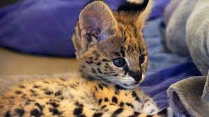 5 week old serval male kitten hand raised super sweet boy first shots health checked microchip. 7 Week Old Serval Kitten In Nursery Cincinnati Zoo Youtube