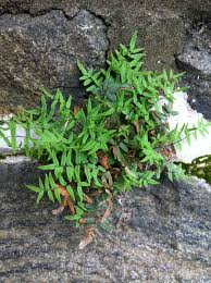 Image result for Polypodiaceae