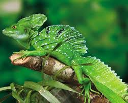 Maybe you would like to learn more about one of these? Green Basilisk Facts Diet Characteristics Venom Care Bite