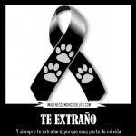 Imagenes De Luto Para Mascotas Recordar Tu Mascota Muerte De Un Perro Cuando Muere Un Perro Perros