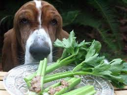 Late Night Foxy Celery Snack Foxyproduce Healthyeating Cute Dog Celery Snacks Foxy Healthy Eating