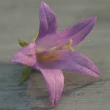 Image result for Belonophora